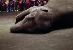 Kolīna Plamba. Cirkus zilonis 2006. Fragments
