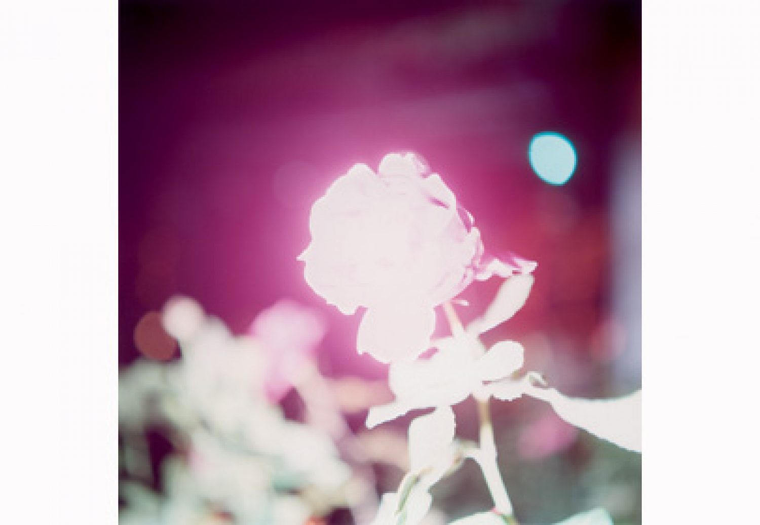 Rinko Kavauči. No sērijas "Illuminance", 2009