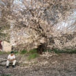 Larry Sultan, Blooming in Antioch, 2008
