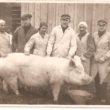 Jaunpils lopkopbības skolas praktikanti ar sivēnmāti, 1930 Oriģināla glabātājs- Oļeknovičs Antons)