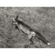 Endrjū Brūss, Skrienoša lapsa (Running Fox), 12x16" sudraba želatīna druka, 2011