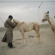 Mikele Palaci. Mongolija, Gobi, Omongovi, 2012 Tuvšinbajars piesien savus zirgus, lai tie vētras laikā neaizbēgtu.