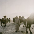 Mikele Palaci. Mongolija, Gobi, Omongovi, 2013. Tuvšinbajars slauc kamieļus pirms kļūst tumšs.